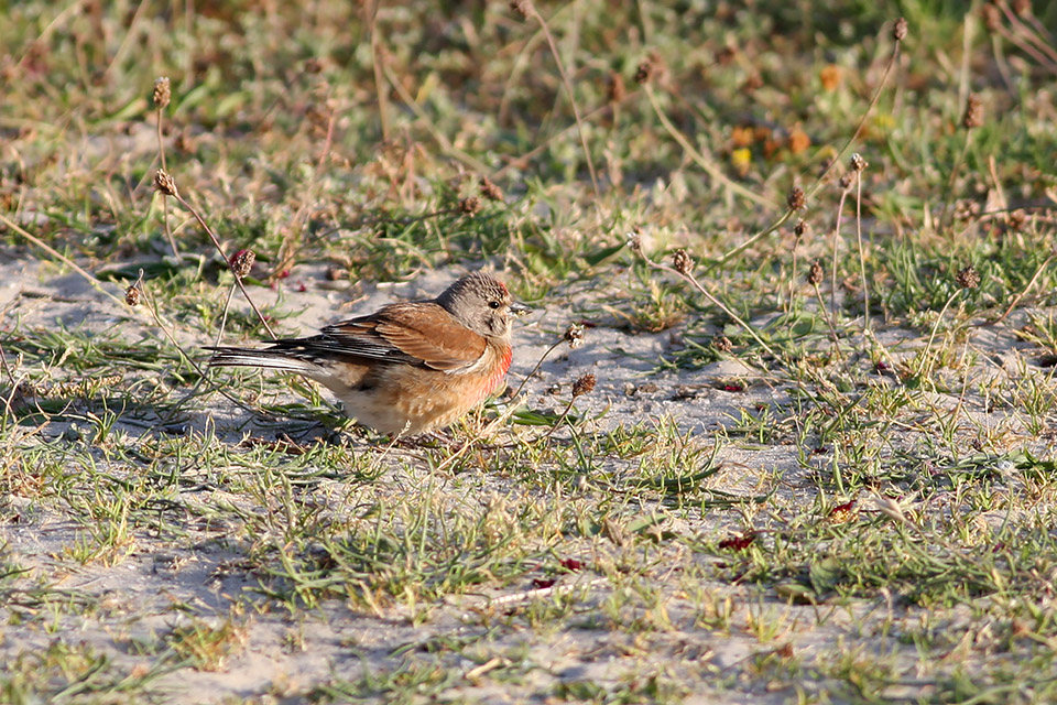 Fugl-Carduelis cannabina_5590