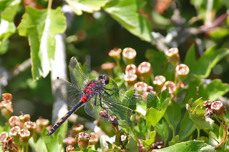 Leucorrhinia dubia_5681