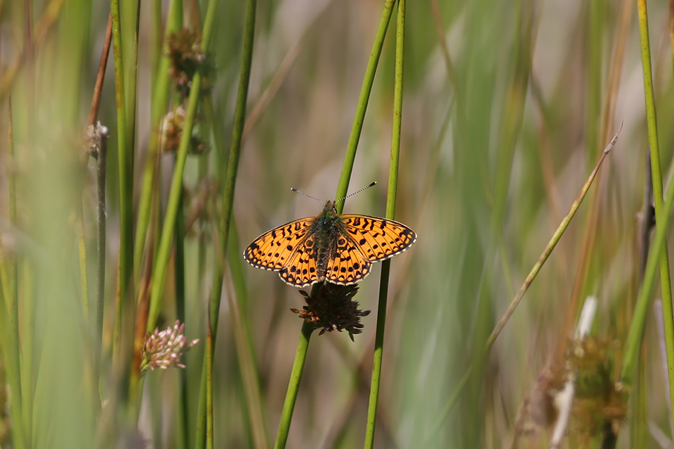 Boloria selene_5684