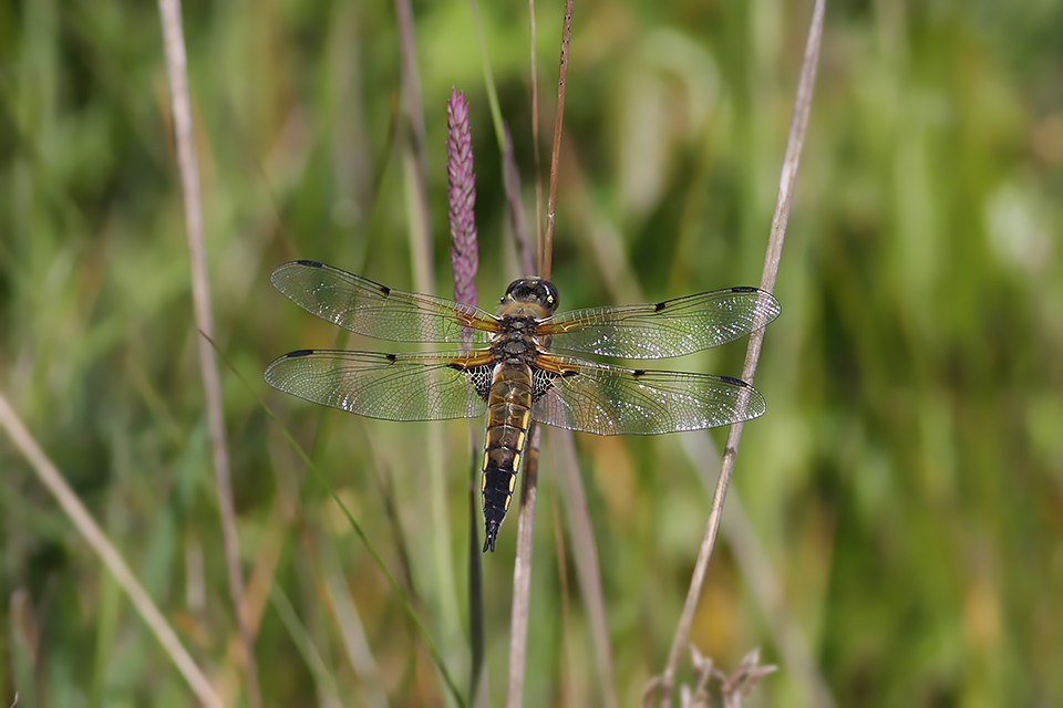 Libellula quadrimaculata_5693
