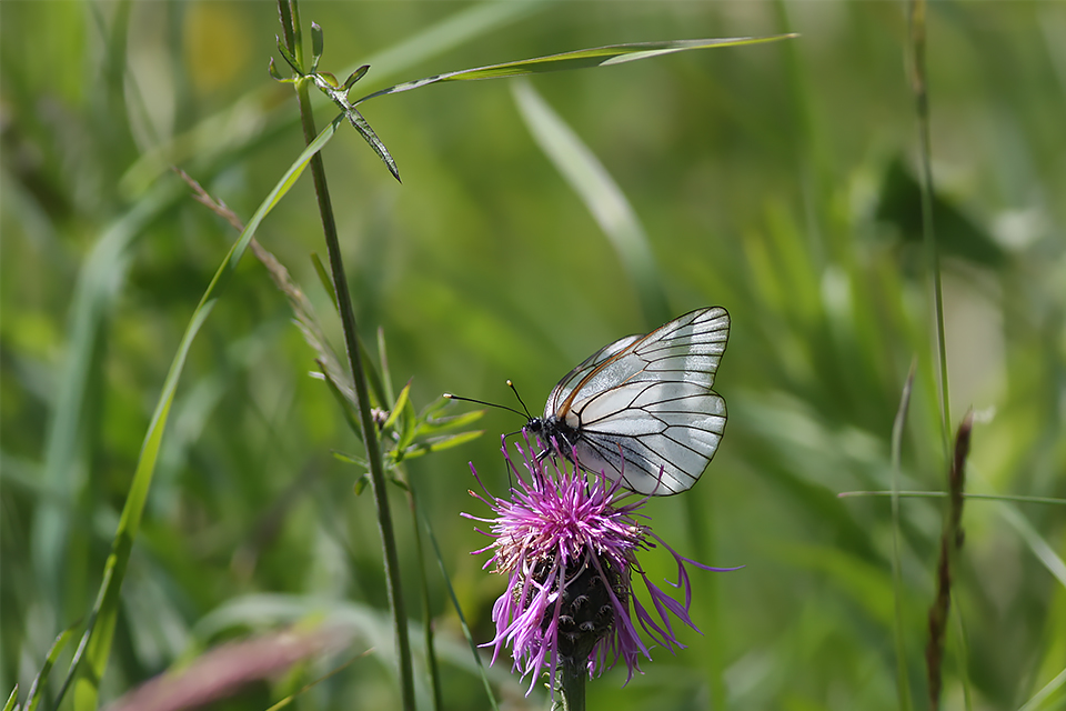 Aporia crataegi_5738