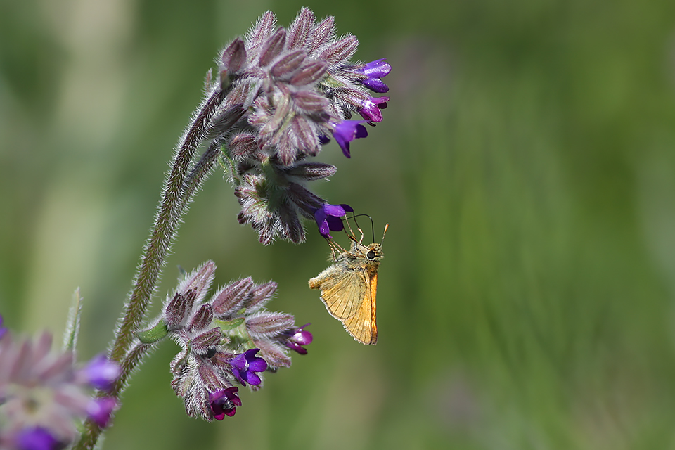 Ochlodes sylvanus_5809