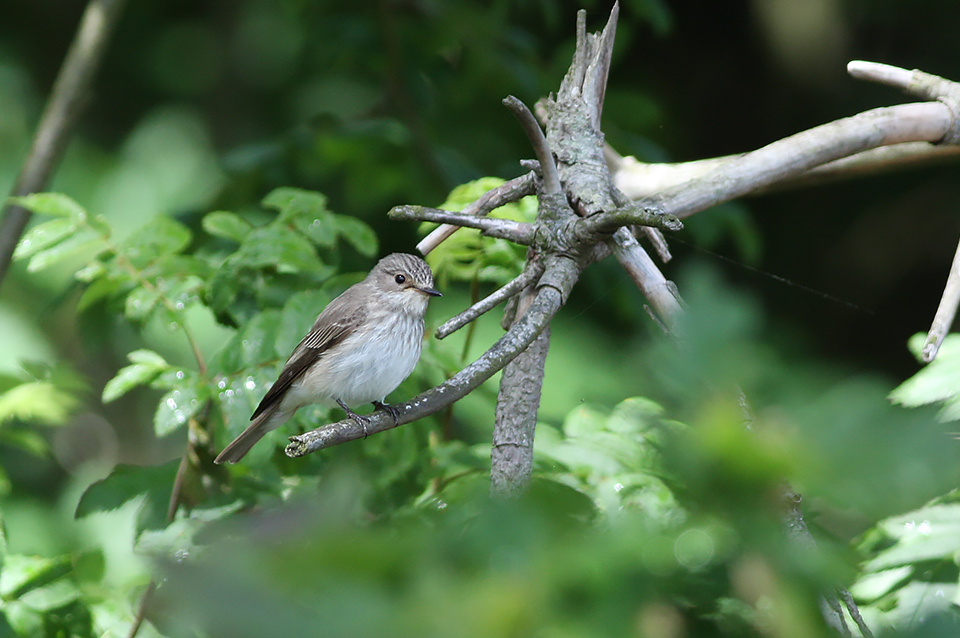 Muscicapa striata_6207