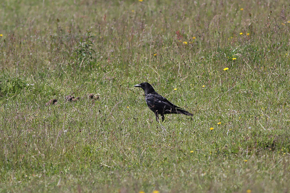 Fugl-Corvus corone_6247