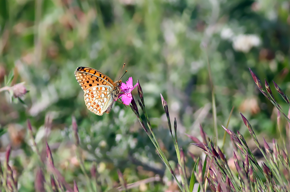 Argynnis niobe_6645