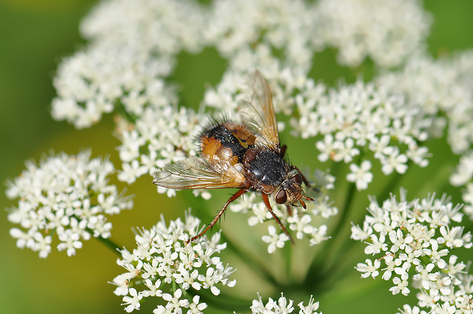 Tachina fera_0058